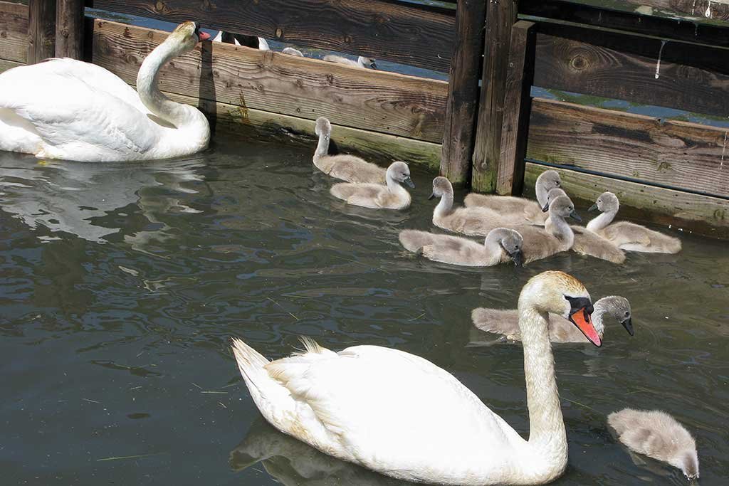 Mute swan with cygnets