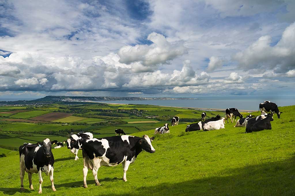 Cows in a field with Chesil Beach and Isle of Portland in the distance