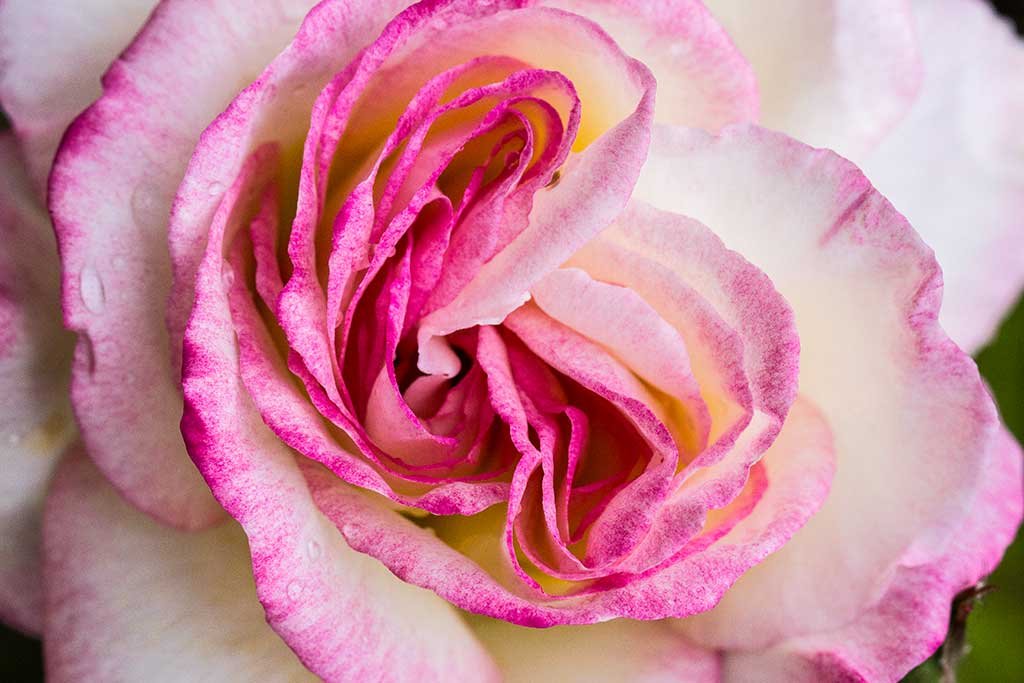 A red rose from the garden