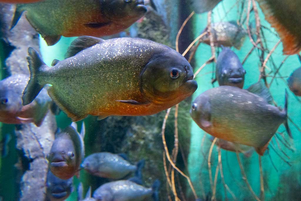 Piranha - native from the Amazon River in South America