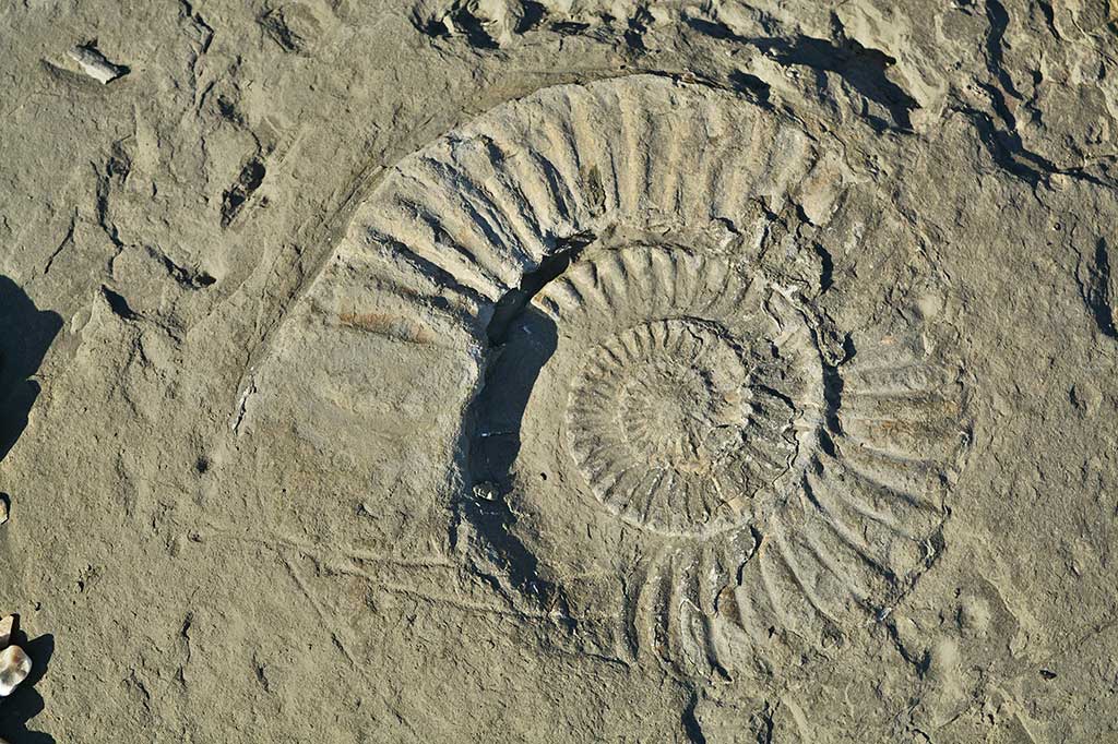 Ammonite fossil, Fossil hunting at Lyme Regis