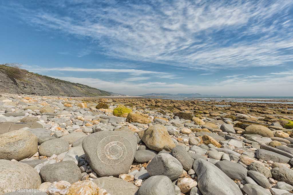 Lyme Regis Fossil Beach